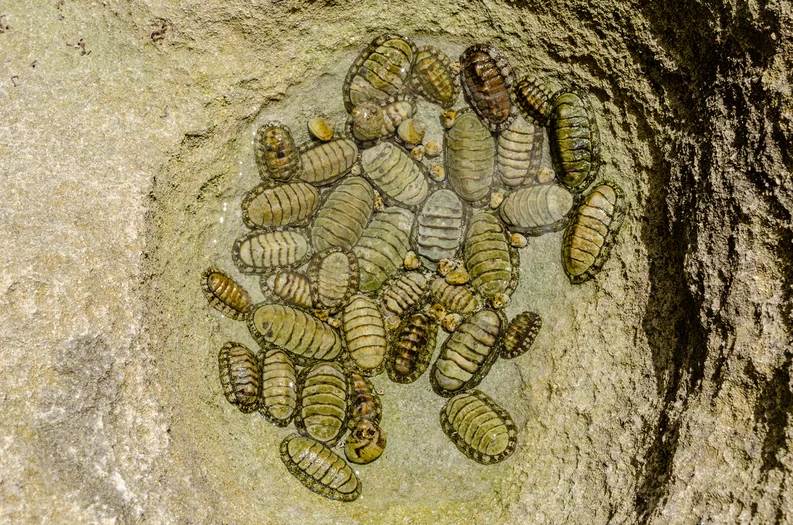 Descubrieron un extraño animal con dientes de metal: parece un extraterrestre