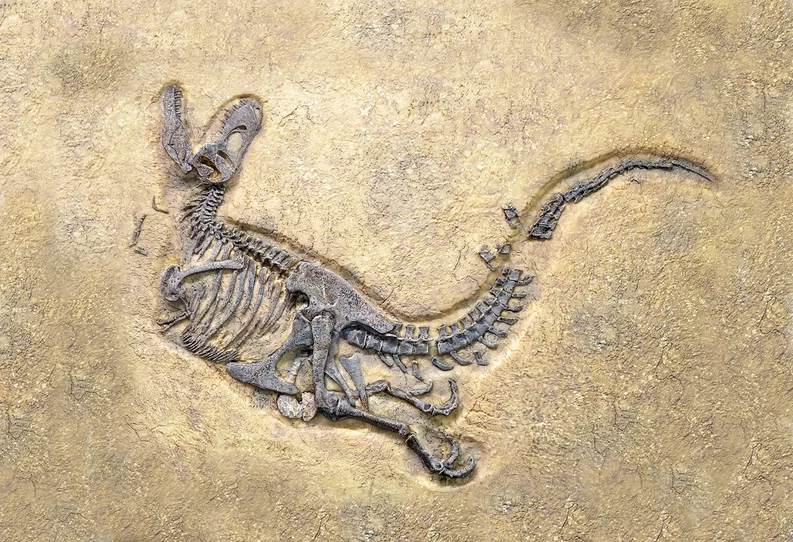  Una paleontóloga lamió un fósil de dinosaurio por una extraña razón científica 