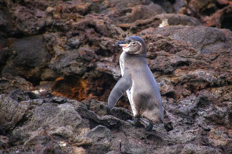  Encontraron un pingüino totalmente blanco en Galápagos y el Internet ya lo ama 