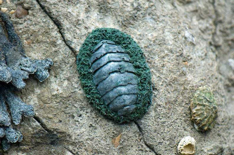 Descubrieron un extraño animal con dientes de metal: parece un extraterrestre