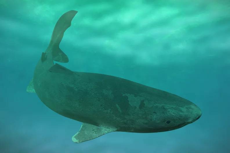  Conoce a la bestia milenaria que todavía ronda el mar de Groenlandia: es enorme 
