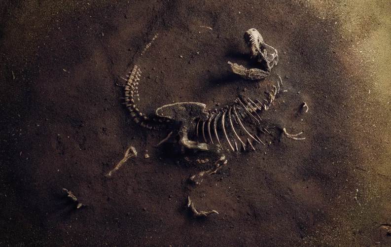  Encontraron un dinosaurio que se comía a los T-Rex: tenía dientes de tiburón 