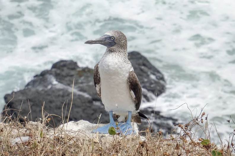  Encontraron un pingüino totalmente blanco en Galápagos y el Internet ya lo ama 