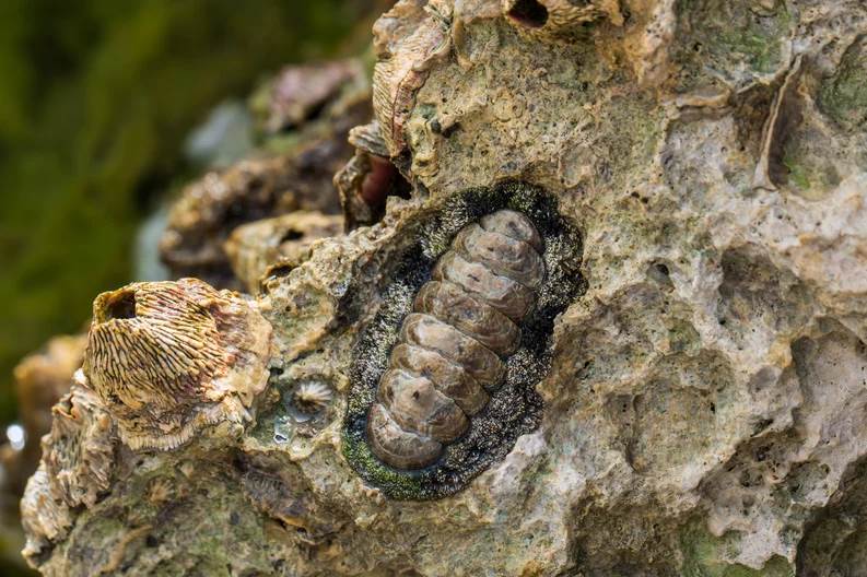 Descubrieron un extraño animal con dientes de metal: parece un extraterrestre