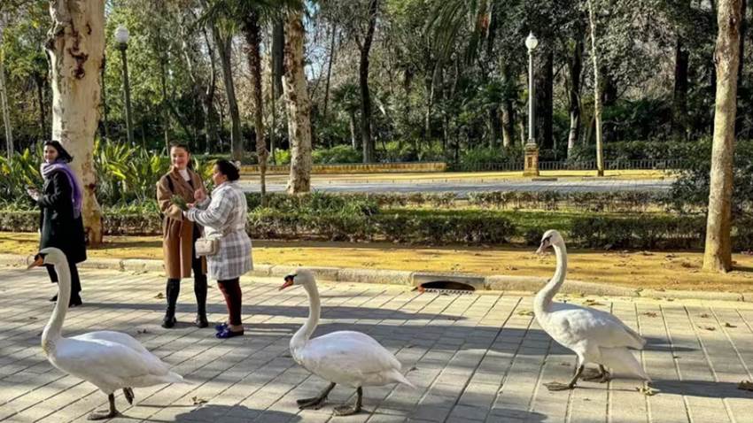 Sevilla registra ya tres focos de gripe aviar en sus parques y dos más en el resto de la provincia