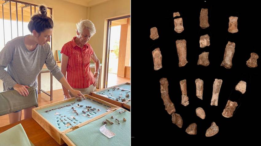 Unos fósiles hallados en Kenia iluminan el origen de las manos humanas