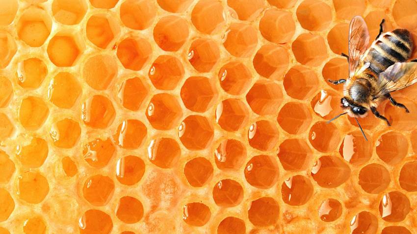 Las abejas se clonan a sí mismas, según un nuevo estudio de la Universidad de Sydney