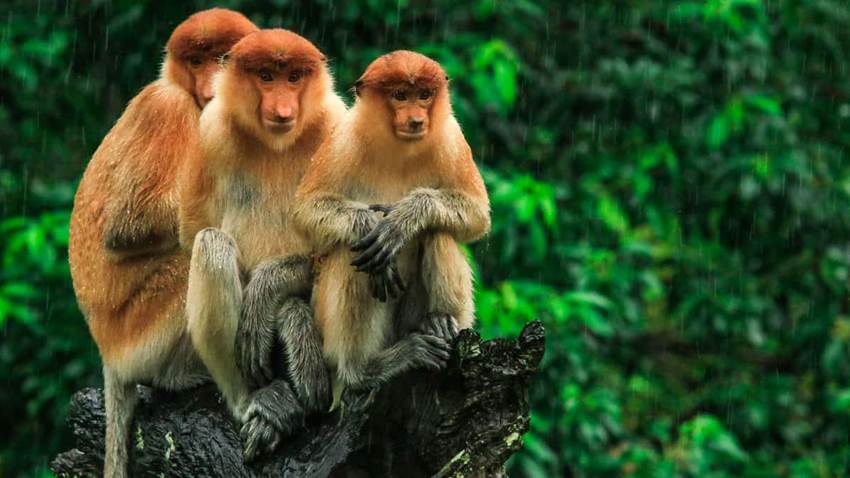 Así es el extraño virus del mono B: síntomas y complicaciones de la enfermedad