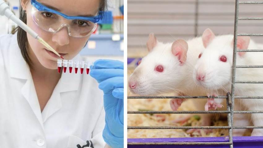 La ciencia logró concebir ratones a partir de dos madres: ¿se podrá en humanos?