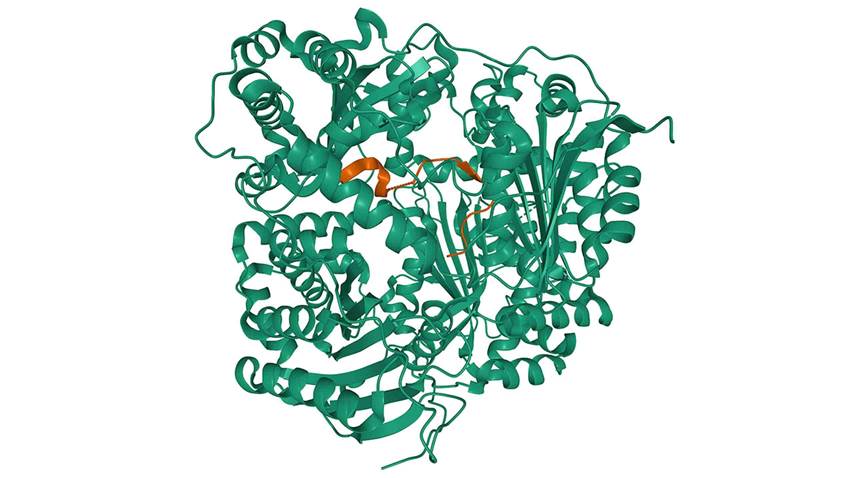 Tratamiento con cagrilintida conduce a una pérdida de peso significativa