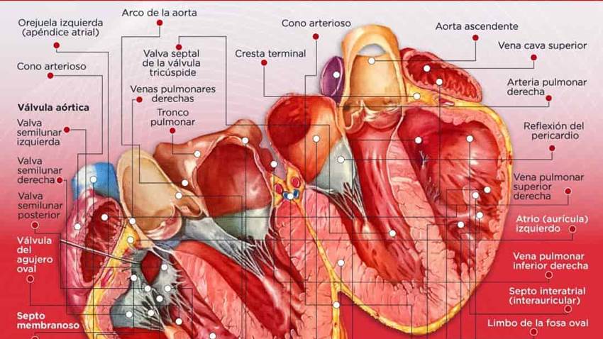 Anatomía interna del corazón - Infografía