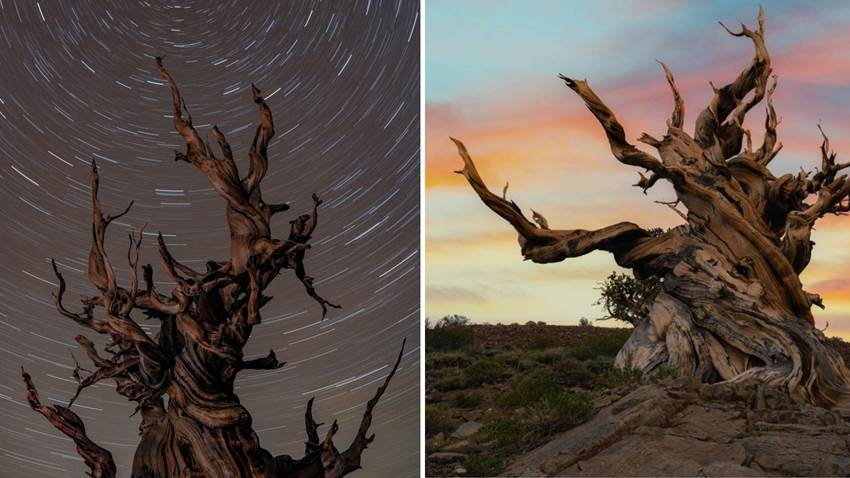 Matusalén es árbol más viejo del mundo: te impresionará cuántas cosas ha visto pasar