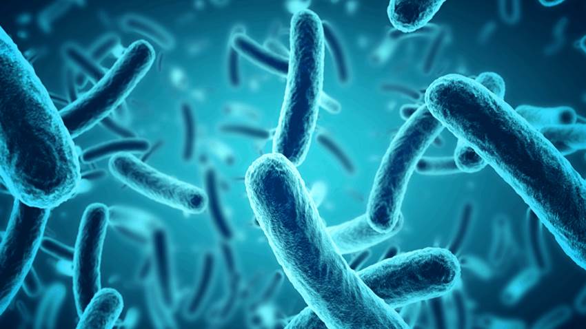 Científicos investigan ola de contagios de bacteria carnívora