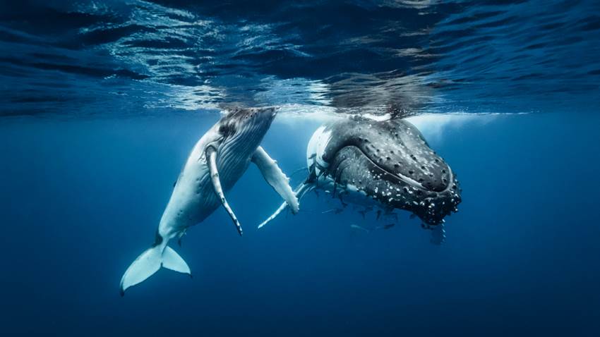La 'caída de ballena': el fenómeno natural que parece una película de terror bajo el océano