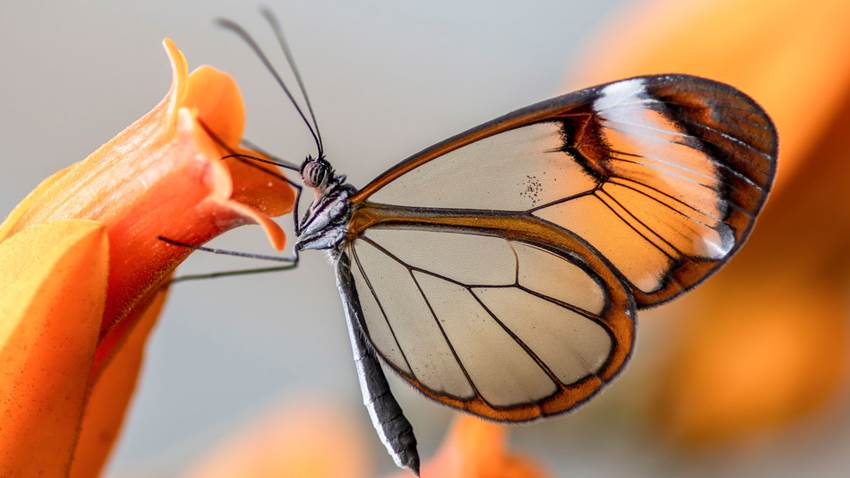 ¿Una mariposa de cristal? Es real y las fotos te dejarán sin aliento