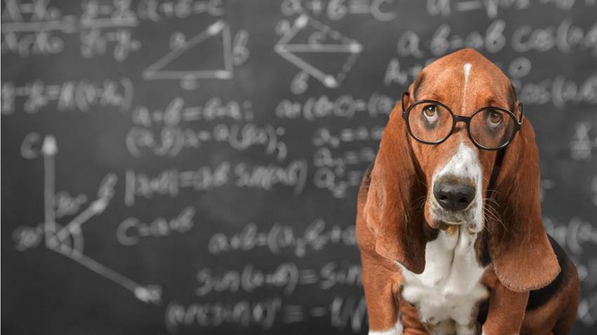 ¿Tu perro es el más inteligente? Su raza podría influir en su intelecto