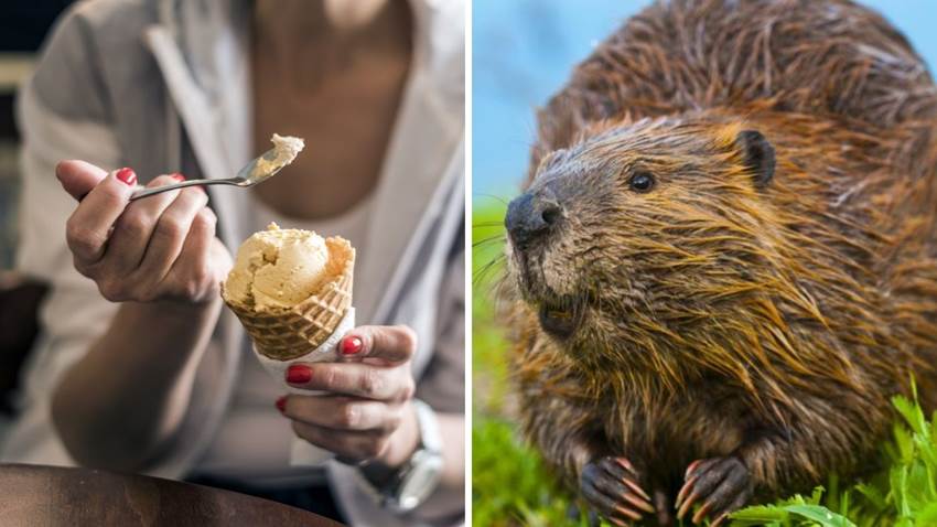 El oscuro secreto detrás del sabor vainilla: no querrás volver a probarlo