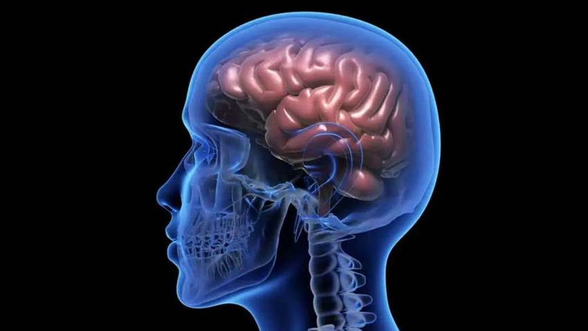 Descubren cambios en el almacenamiento del cerebro: agrupa palabras por significado y no por sonido
