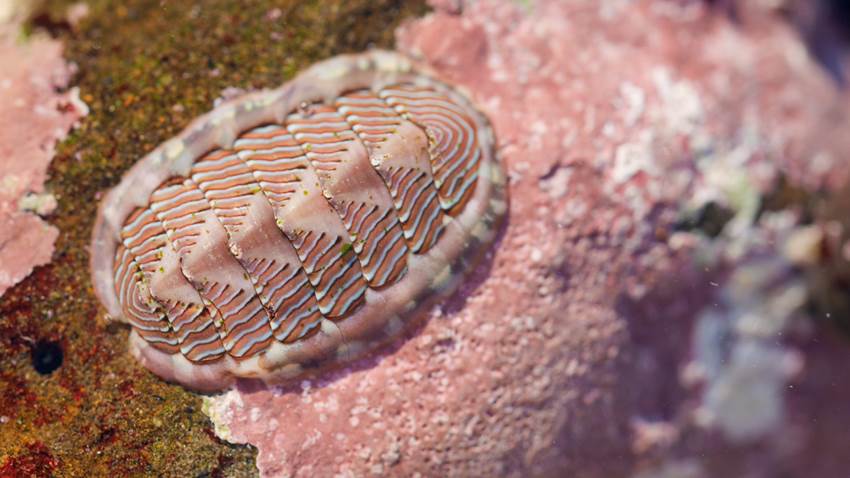 Descubrieron un extraño animal con dientes de metal: parece un extraterrestre