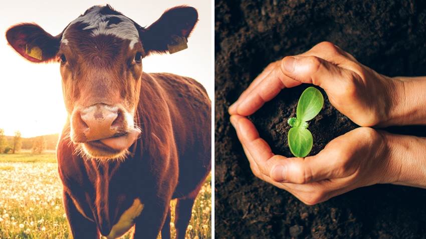 Los científicos están entrenando vacas para que vayan al baño: su plan es salvar el planeta