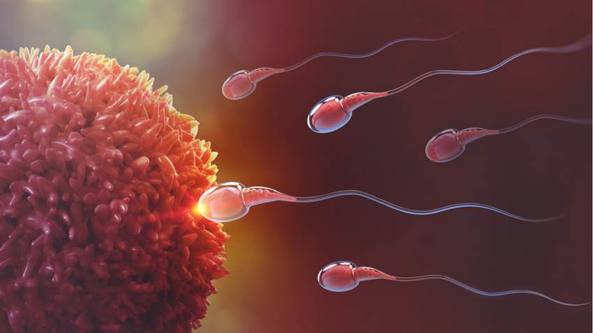 ¿Las mujeres podrán reproducirse sin hombres en el futuro? La ciencia lo está probando