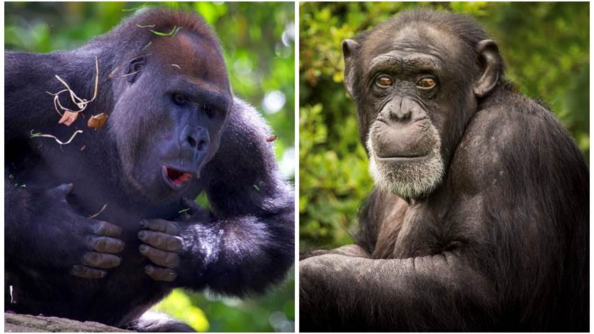 Los chimpancés no son tan tiernos como pensabas: científicos descubren que están en guerra