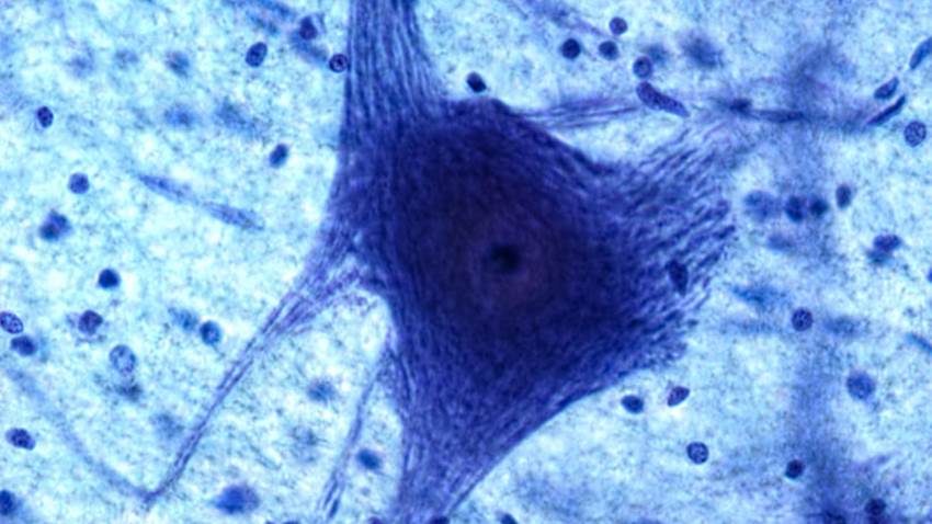 Científicos descubren uno de los mecanismos físicos de la adicción a la cocaína