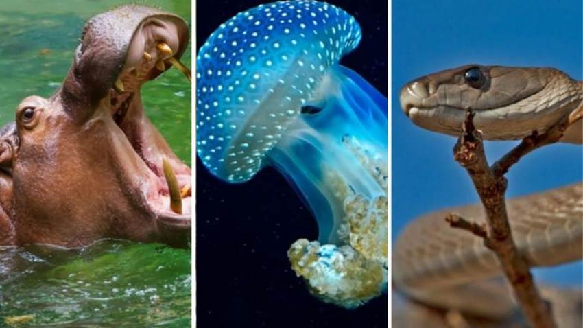 Los 10 animales más rudos de la Tierra (hasta Chuck Norris les tiene miedo)
