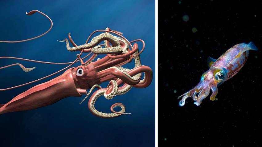 ¿El Kraken de las leyendas existe en la vida real? Los expertos creen que sí