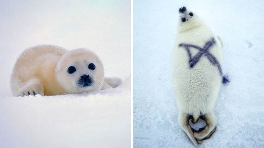 Graffitearon focas bebé, pero amarás la razón detrás de la pintura en los animalitos