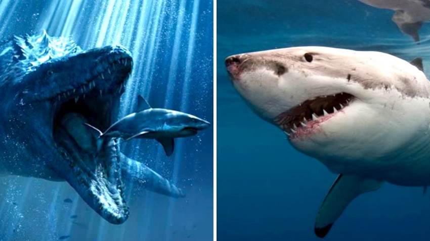 El monstruo marino que devoraba tiburones: conoce al feroz Mosasaurus