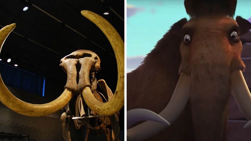 Encontraron un mamut que recorrió la Tierra dos veces ¡caminó más que cualquier otro!