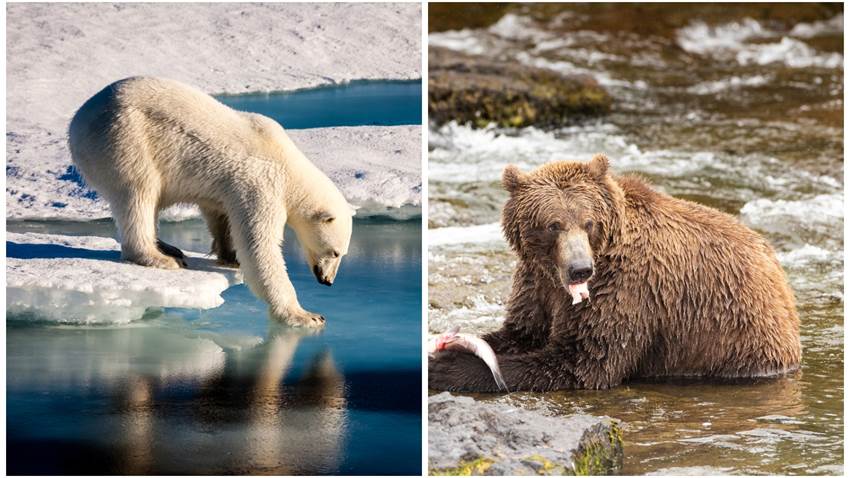 Grolar: el oso híbrido que nació de dos especies distintas para sobrevivir al cambio climático