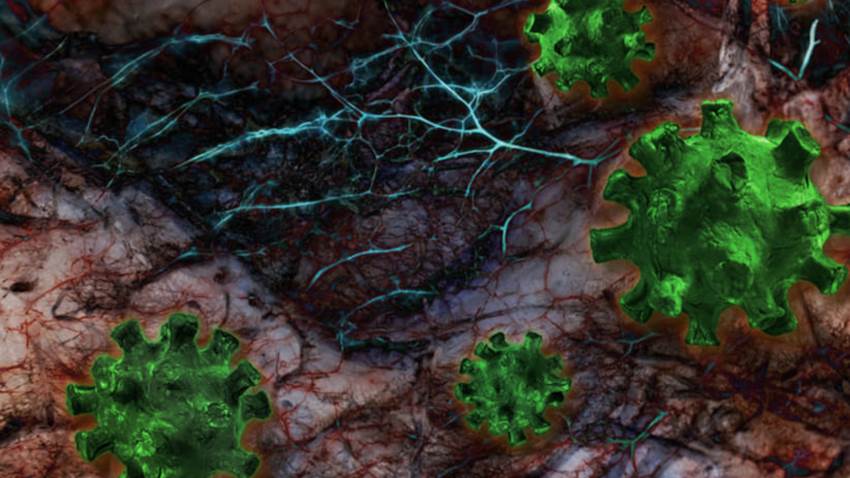 COVID-19: daño en los capilares impide la absorción de oxígeno en sangre
