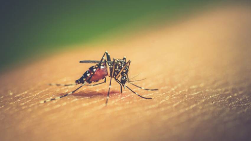 Continúa la lucha contra el dengue, una enfermedad mortal pero prevenible