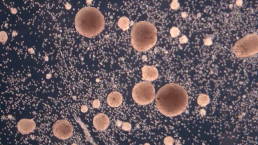 Científicos crean los primeros robots vivos que se replican de manera espontánea