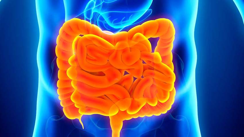 Descubren mecanismo que suprime las señales de saciedad del intestino