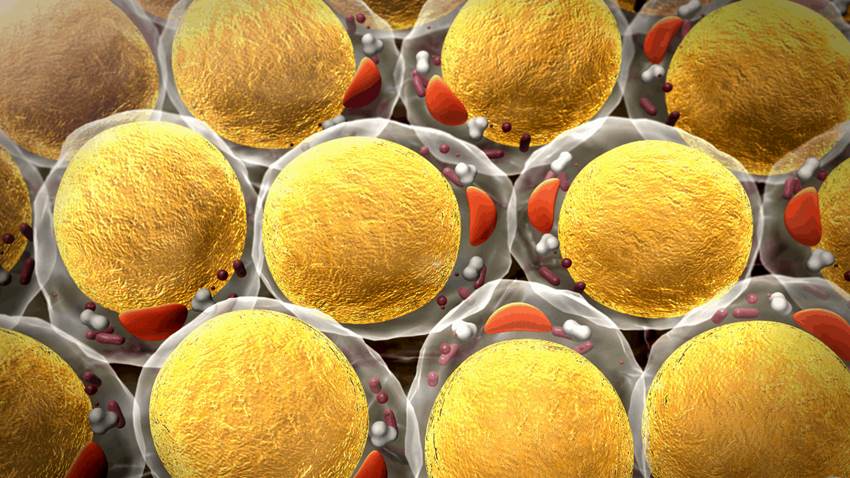 ¿Funcionará en humanos?: Investigadores estadounidenses logran revertir la obesidad en ratones