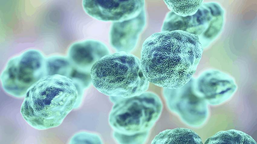 Joven puertorriqueña se contagia con rara bacteria de roedores identificada por primera vez en la Isla