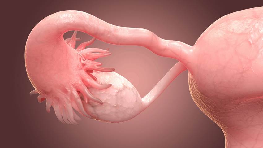 Al descubierto: La genética de la menopausia