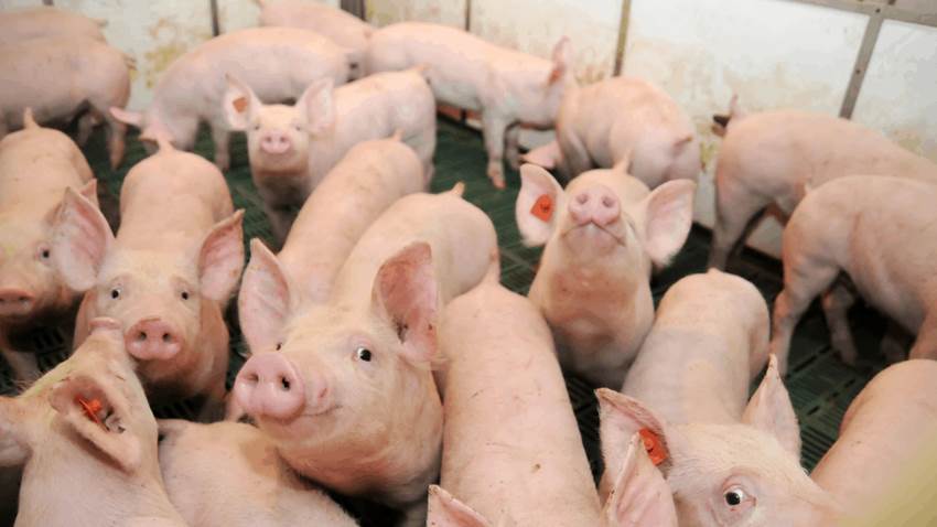 Alerta: Detectan caso de peste porcina africana en República Dominicana