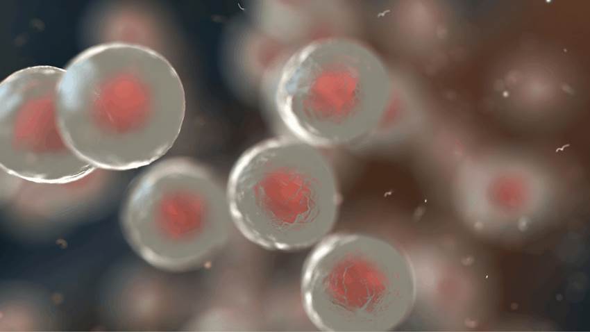 Investigadores confirman que uso células madre estromales alivian inflamación causada por la EPOC