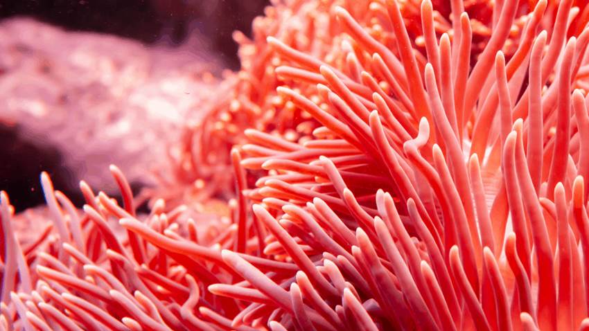 Arrecifes coral serían vitales en la prevención de inundaciones