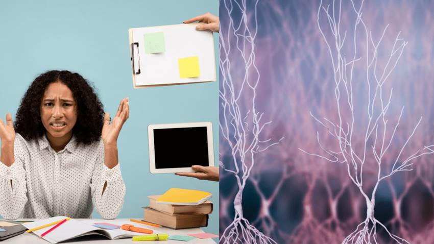 Cuidado con el estrés: estudio determina que el estrés laboral crónico daña el cerebro