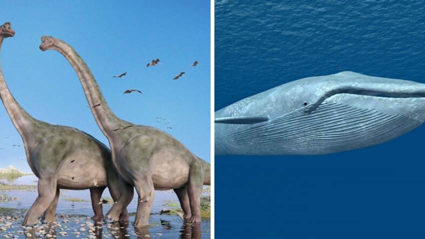 Descubrieron dos nuevos dinosaurios: eran casi tan grandes como una ballena azul