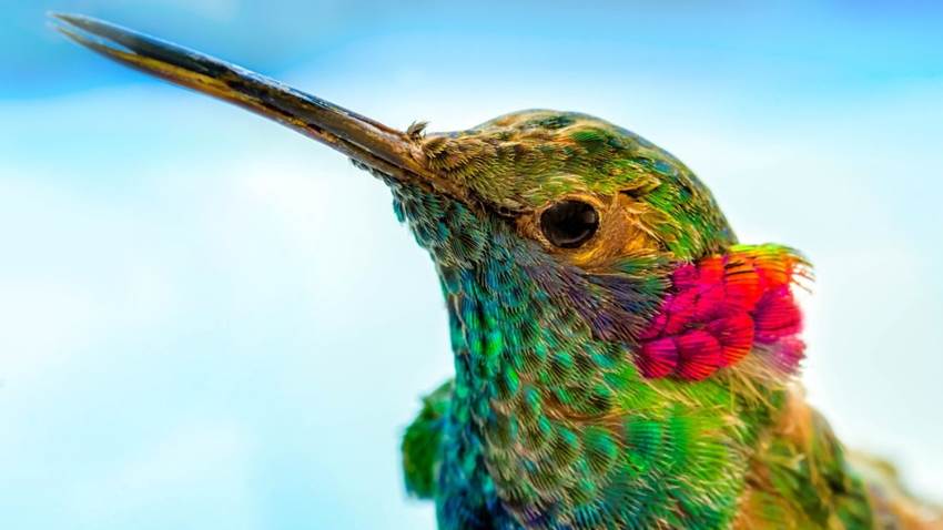 ¿Te ha visitado un colibrí? Significa que el alma de un ser amado te visitó (y otras leyendas)