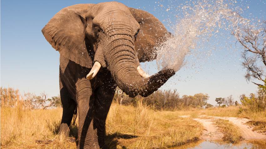 La misteriosa muerte de más de 300 elefantes en África tiene desconcertada a la ciencia