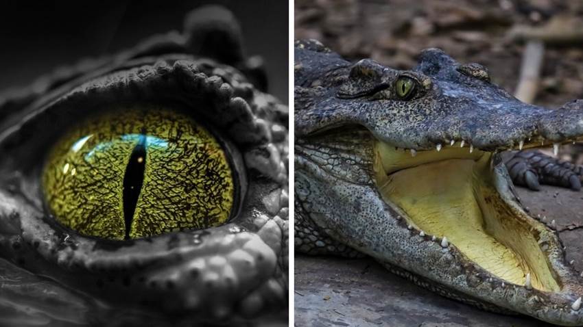 Descubrieron un cocodrilo gigante que logró superar a los dinosaurios, ¡pesaba 3 toneladas!