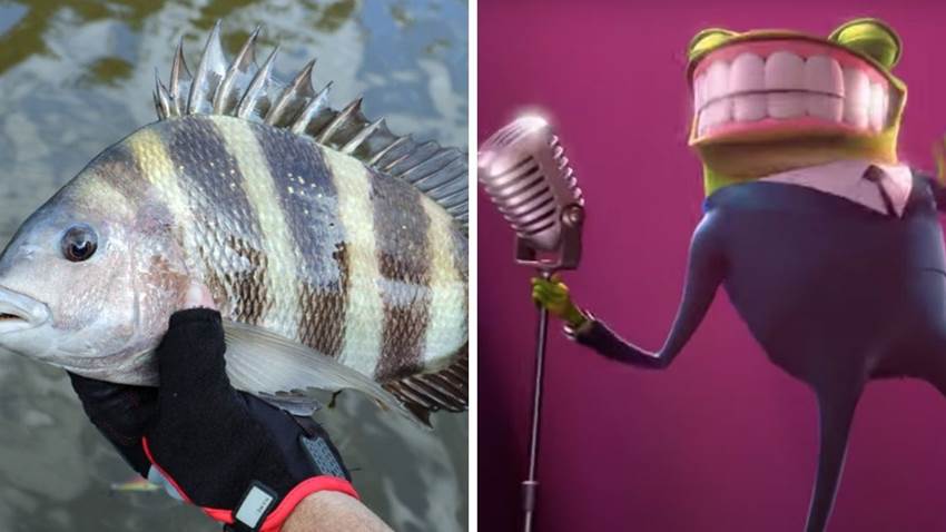 Encontraron un pez con dientes y su dentadura parece humana: mira las fotos