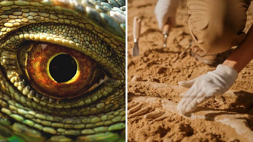 Encontraron el fósil de un dragón en Australia y los arqueólogos están sorprendidos: fotos